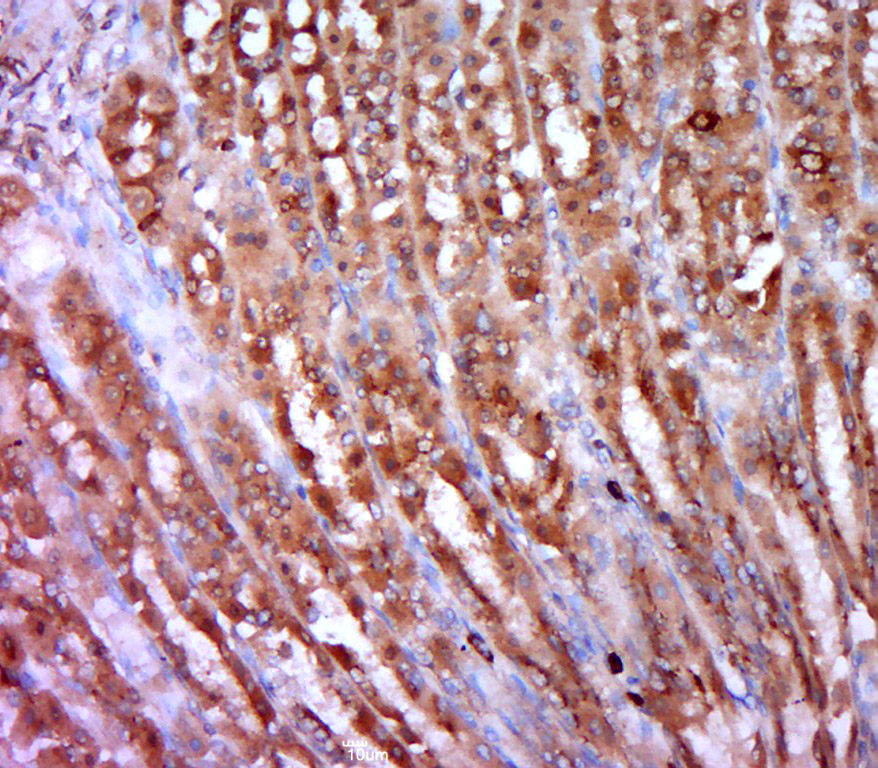 14 - Smoothelin Rabbit pAb AP55264