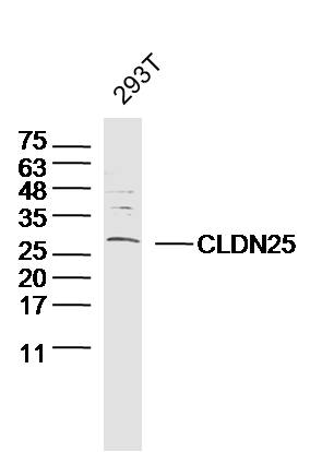 1 - CLDN25 Rabbit pAb AP55267