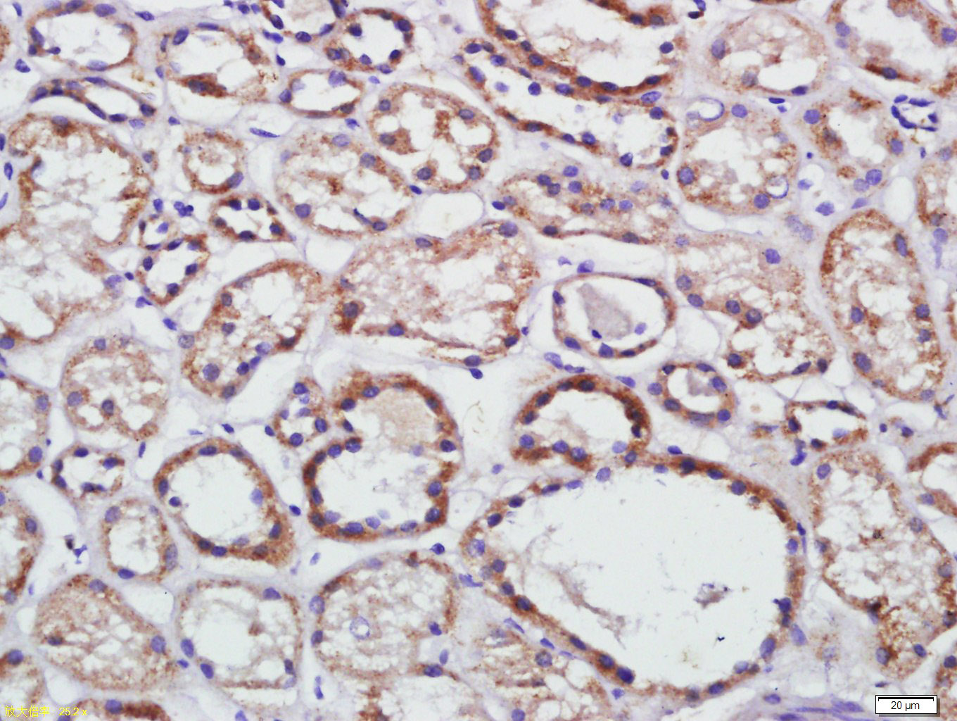 14 - CLDN25 Rabbit pAb AP55267