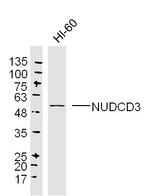 1 - NUDCD3 Rabbit pAb AP55278