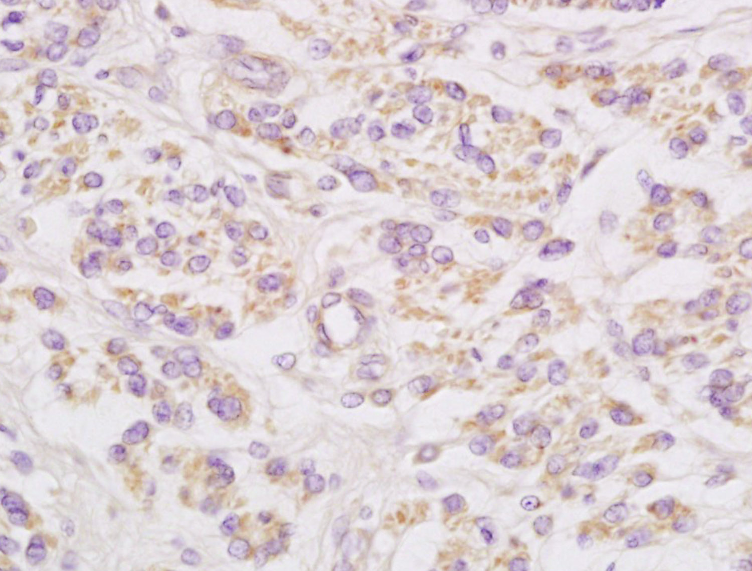 14 - Connexin-32 Rabbit pAb AP55281