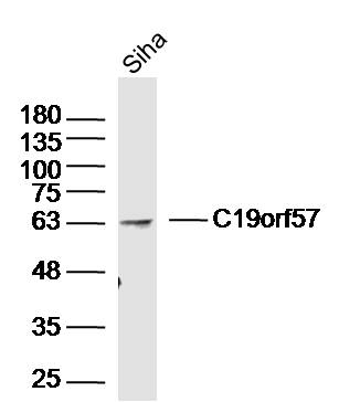 1 - C19orf57 Rabbit pAb AP55288