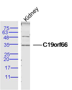 1 - C19orf66 Rabbit pAb AP55290
