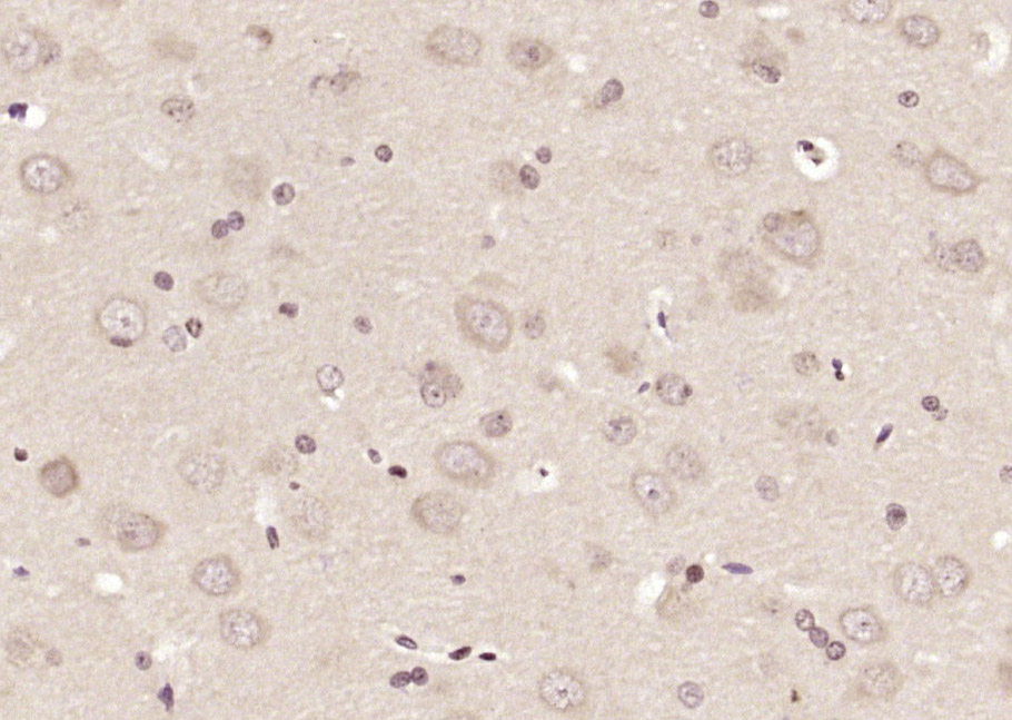14 - C1D Rabbit pAb AP55297