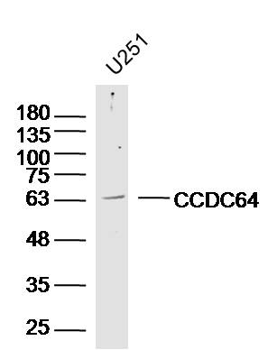 1 - CCDC64 Rabbit pAb AP55302