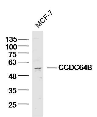 1 - CCDC64B Rabbit pAb AP55303