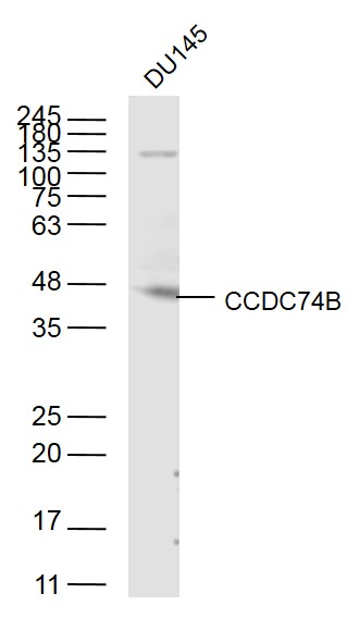 1 - CCDC74B Rabbit pAb AP55305