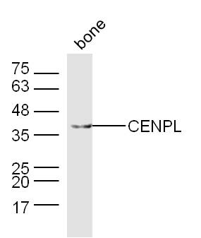 1 - CENPL Rabbit pAb AP55313