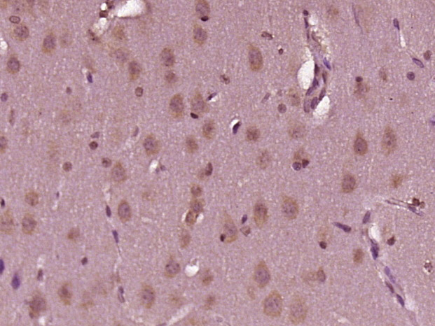 14 - CENPL Rabbit pAb AP55313