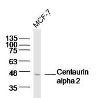 1 - Centaurin alpha 2 Rabbit pAb AP55315