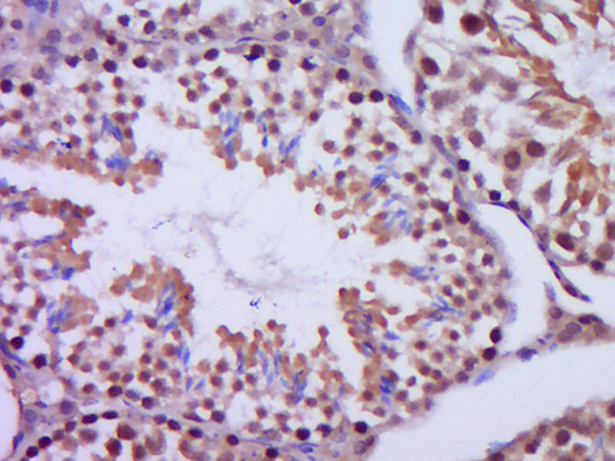 14 - Centrin 2 Rabbit pAb AP55318