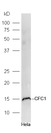 1 - CFC1 Rabbit pAb AP55325