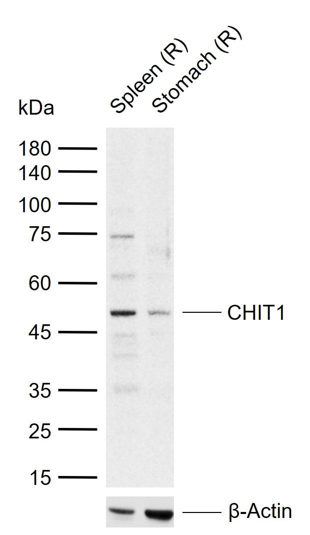 1 - CHIT1 Rabbit pAb AP55339