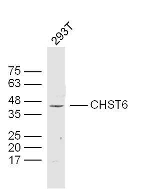 1 - CHST6 Rabbit pAb AP55349