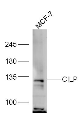 1 - CILP Rabbit pAb AP55354