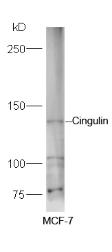 1 - Cingulin Rabbit pAb AP55355