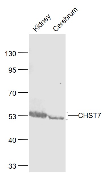 1 - CHST7 Rabbit pAb AP55362