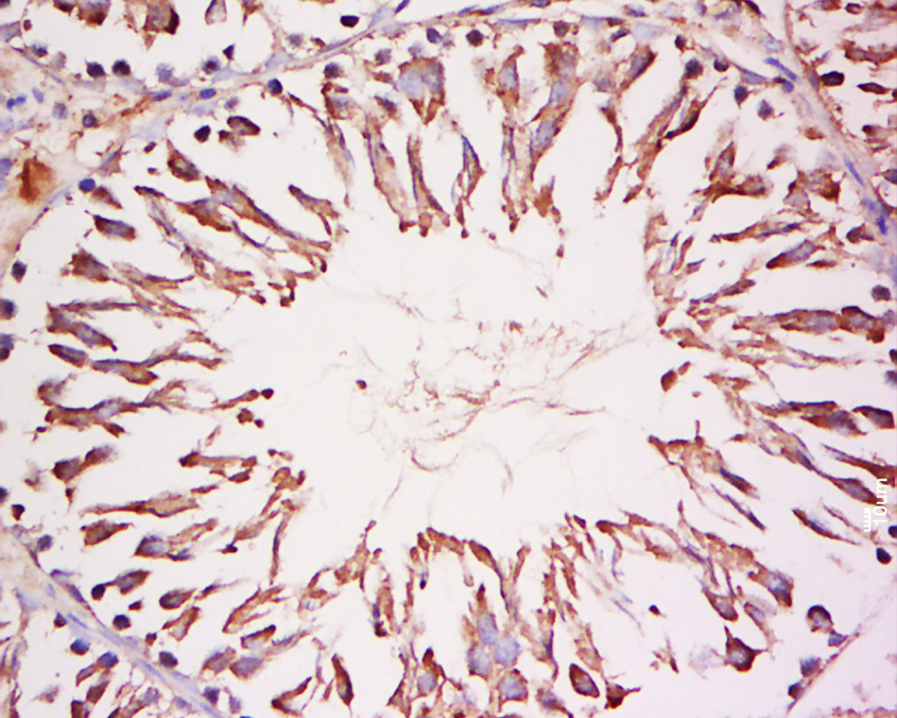 14 - CoREST3 Rabbit pAb AP55371