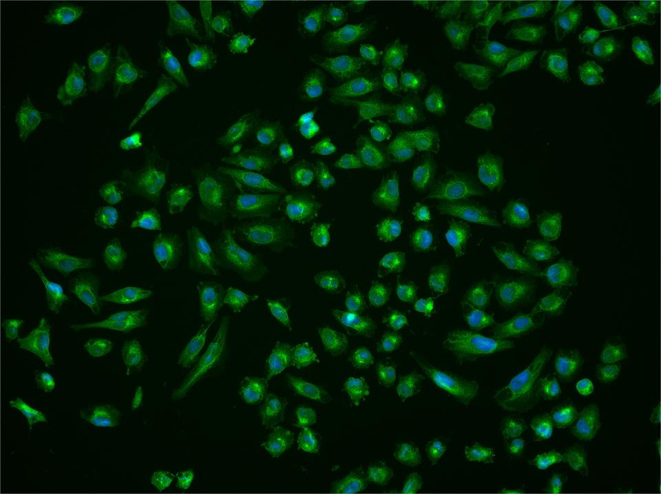 0 - CORO7 Rabbit pAb AP55375