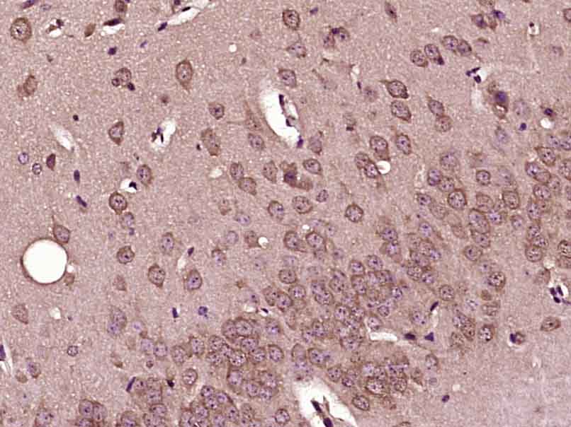 14 - CPEB2 Rabbit pAb AP55384