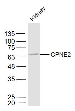1 - CPNE2 Rabbit pAb AP55387