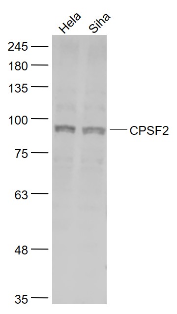 1 - CPSF2 Rabbit pAb AP55393