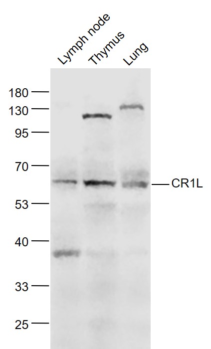 1 - CR1L Rabbit pAb AP55394