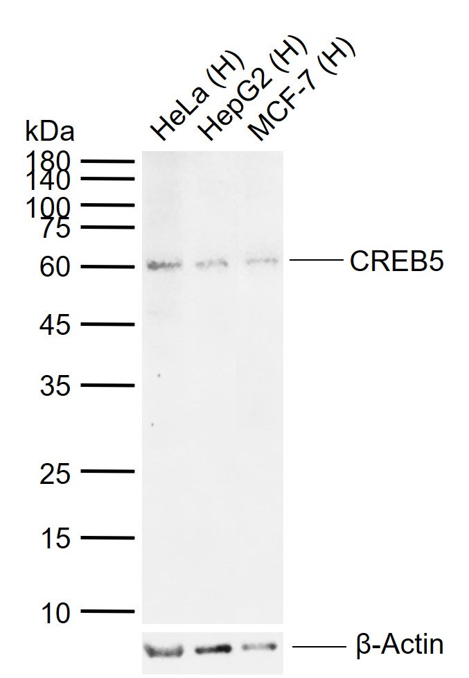1 - CREB5 Rabbit pAb AP55398