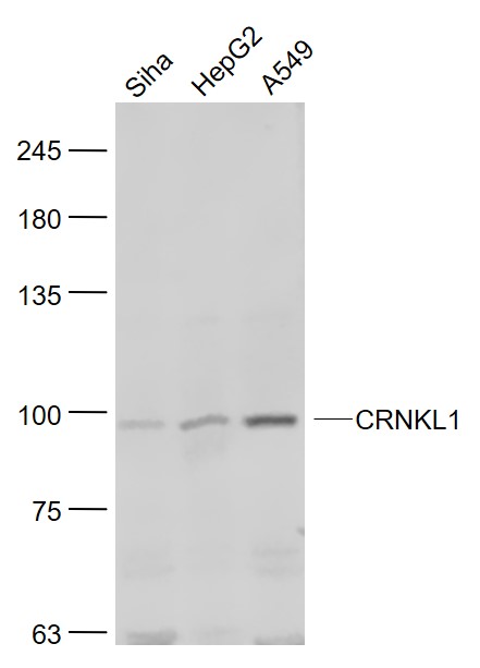 1 - CRNKL1 Rabbit pAb AP55402