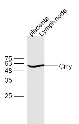 1 - Crry Rabbit pAb AP55405