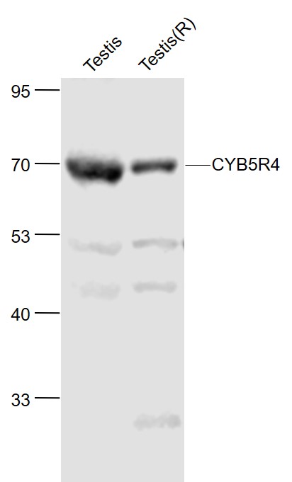1 - CYB5R4 Rabbit pAb AP55434
