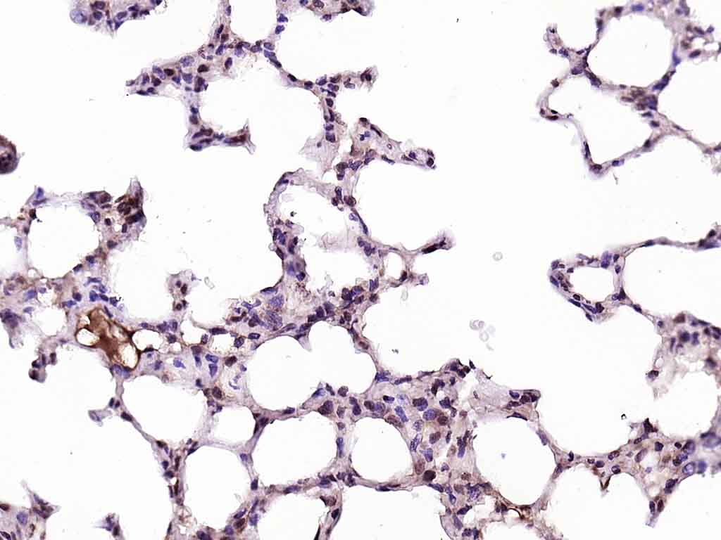14 - Cyclophilin E Rabbit pAb AP55435