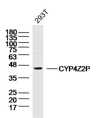 1 - CYP4Z2P Rabbit pAb AP55442