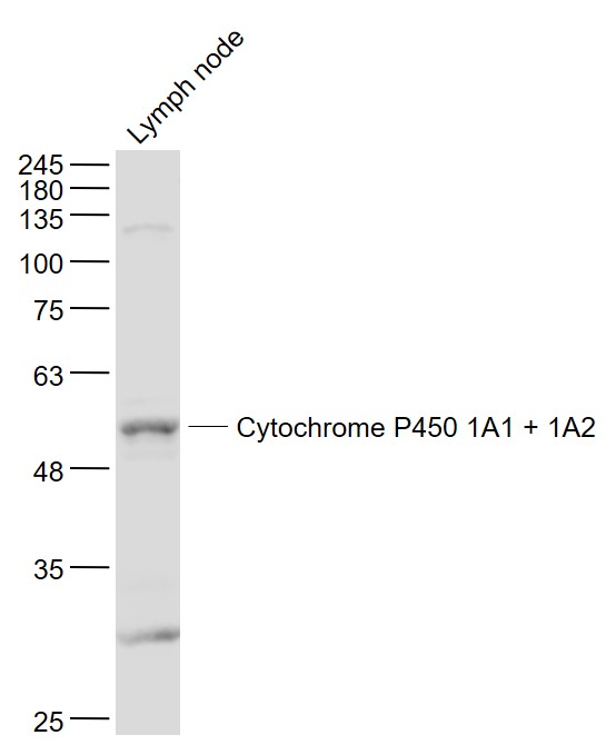 1 - Cytochrome P450 1A1 + 1A2 Rabbit pAb AP55448