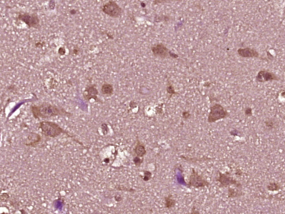 14 - DEFB112 Rabbit pAb AP55481