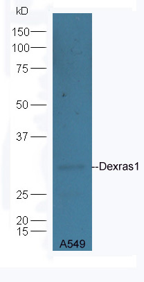 1 - Dexras1 Rabbit pAb AP55506