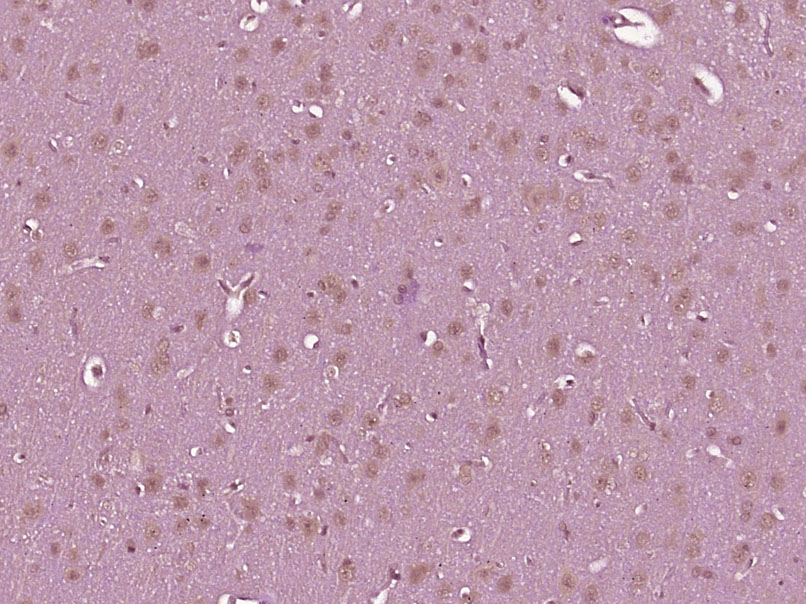 14 - Dexras1 Rabbit pAb AP55506