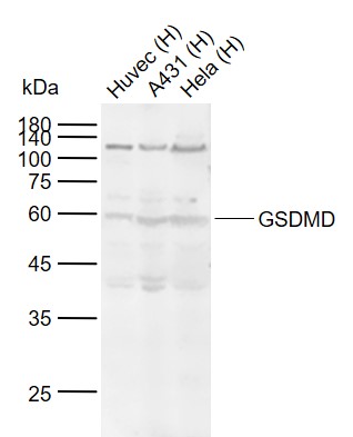 1 - GSDMD Rabbit pAb AP55508