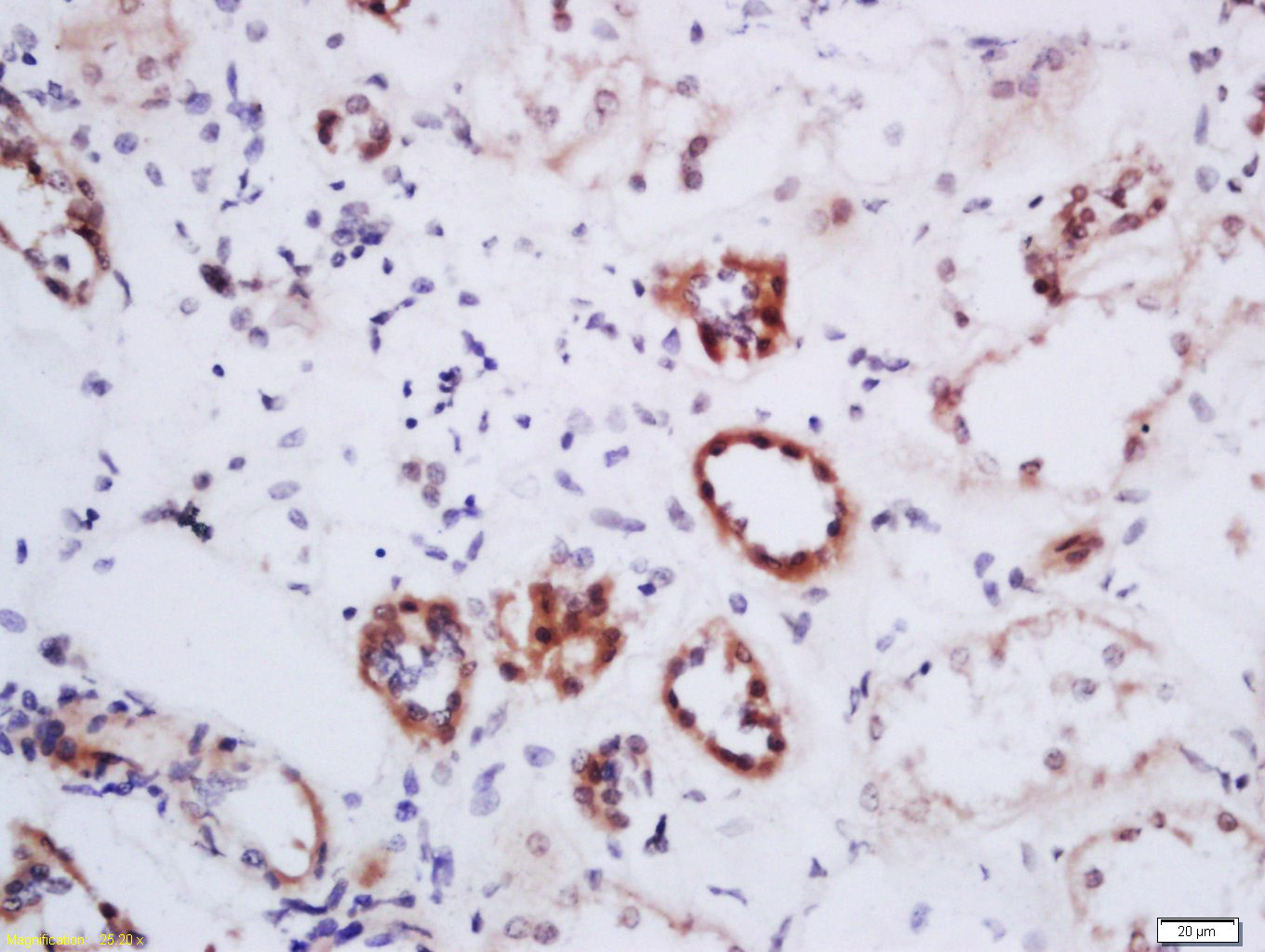 14 - DHI1L Rabbit pAb AP55513