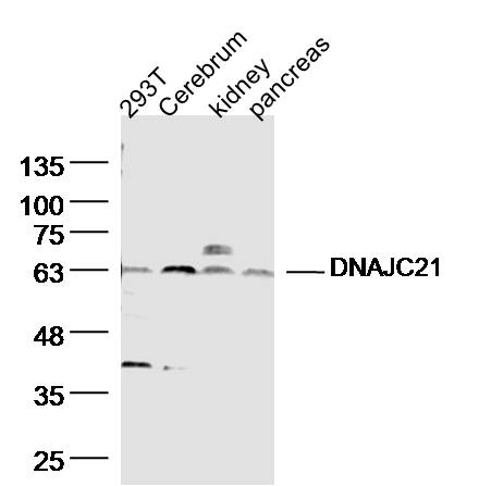 1 - DNAJC21 Rabbit pAb AP55553