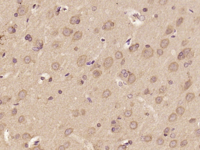 14 - DOLPP1 Rabbit pAb AP55561