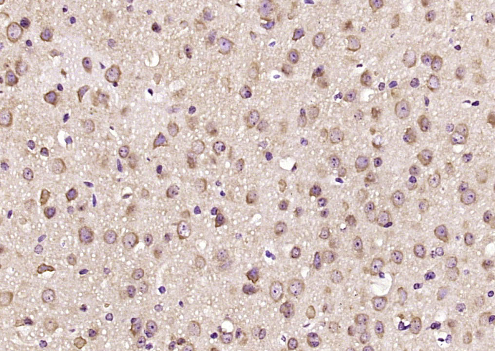 14 - Syntaxin 12 Rabbit pAb AP55579