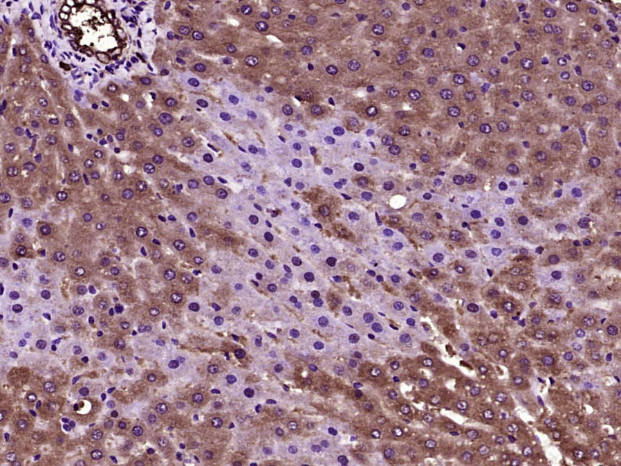 14 - DUSP18 Rabbit pAb AP55582