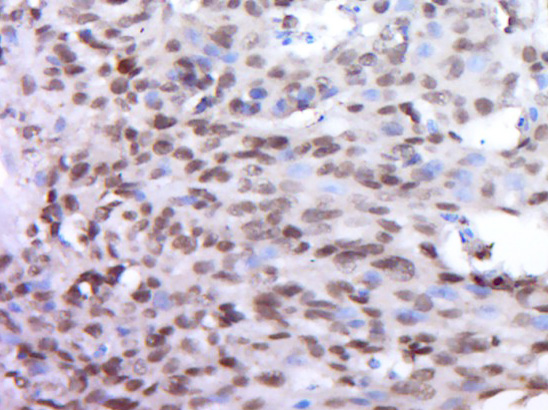 14 - DUX4L9 Rabbit pAb AP55588