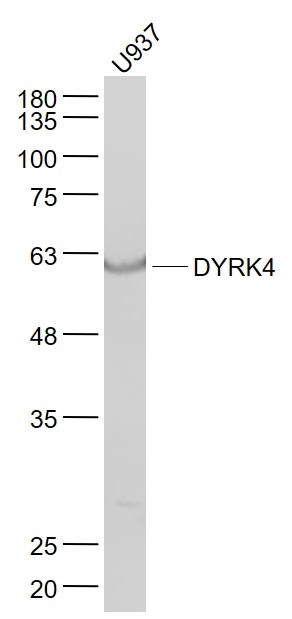 1 - DYRK4 Rabbit pAb AP55591