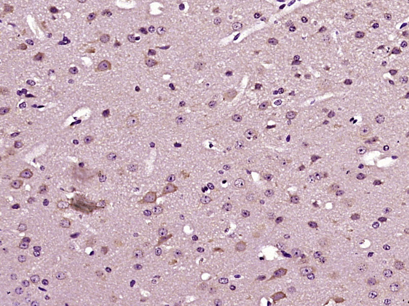 14 - DYRK4 Rabbit pAb AP55591