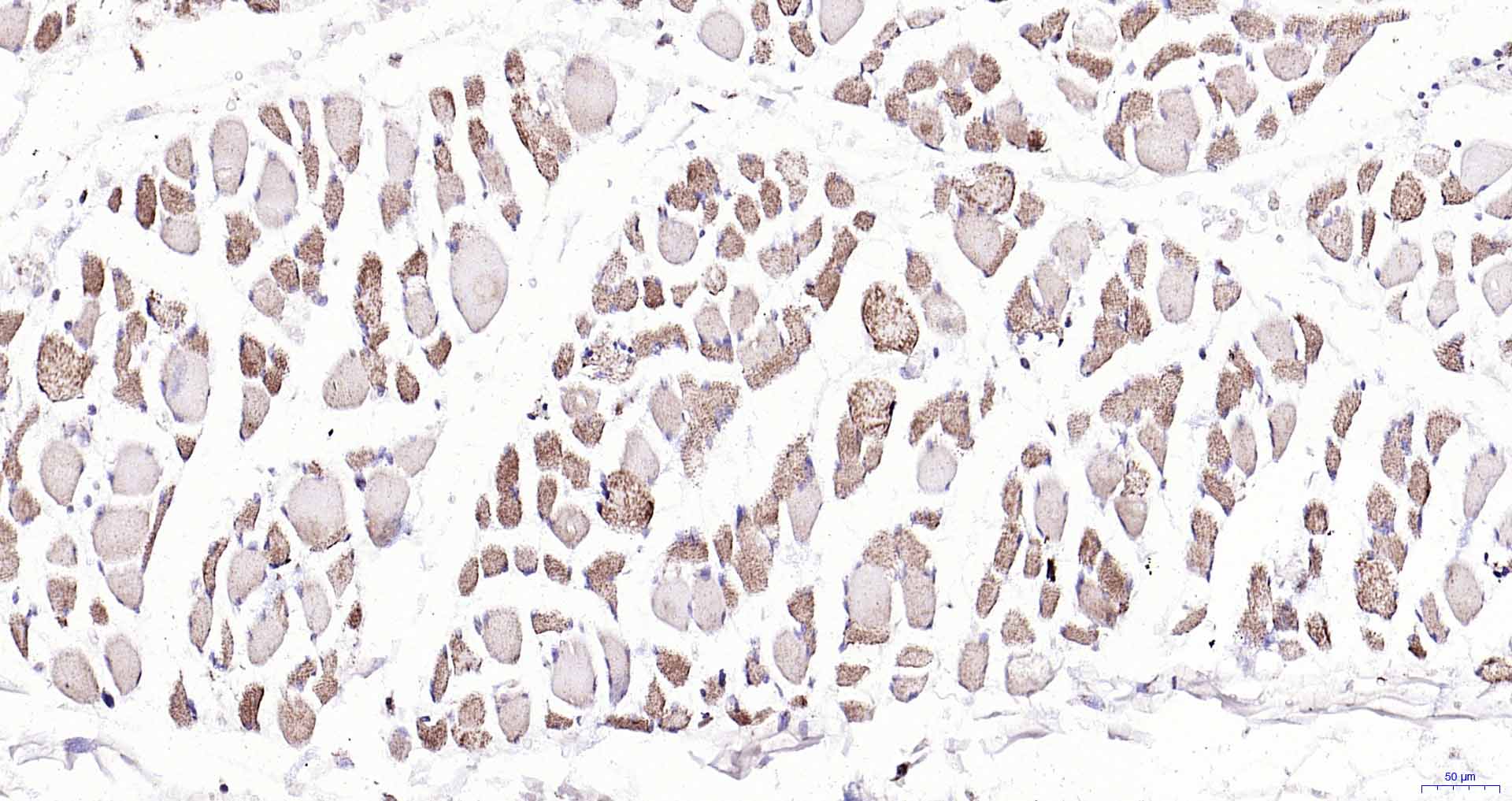 14 - EDARADD Rabbit pAb AP55601