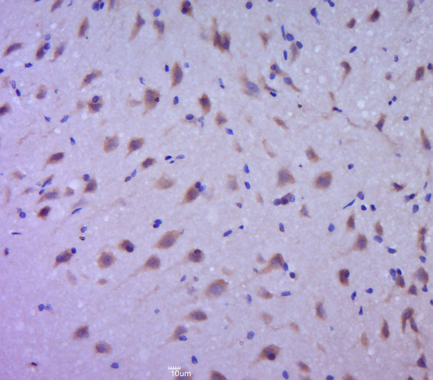 14 - EFR3B Rabbit pAb AP55608