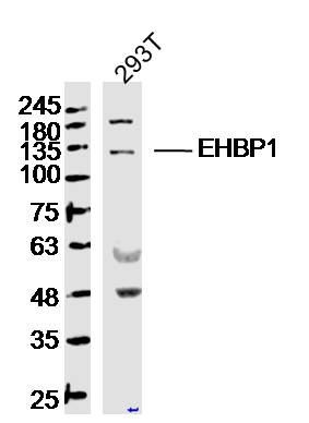 1 - EHBP1 Rabbit pAb AP55610
