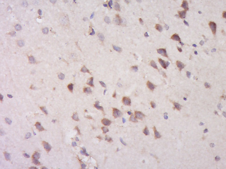 14 - EHBP1 Rabbit pAb AP55610